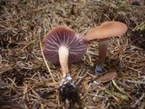 Laccaria bicolor image