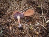 Laccaria bicolor image