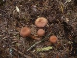 Laccaria bicolor image