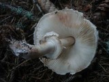 Chlorophyllum rachodes image