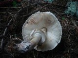 Chlorophyllum rachodes image