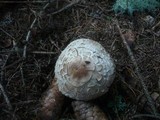 Chlorophyllum rachodes image