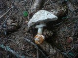 Chlorophyllum rachodes image