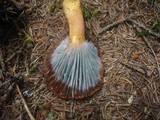 Penicillium expansum image