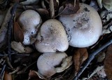 Agaricus semotus image