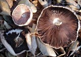 Agaricus semotus image