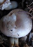 Agaricus semotus image