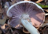 Agaricus semotus image