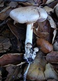 Agaricus semotus image