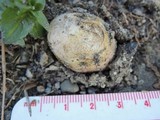 Rhizopogon colossus image