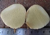 Rhizopogon colossus image