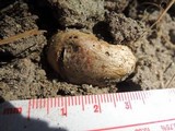 Rhizopogon colossus image