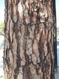 Rhizopogon colossus image