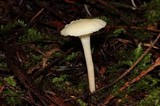 Hygrocybe virginea var. virginea image