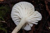 Cuphophyllus virgineus image