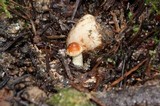 Hypholoma capnoides image