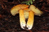 Hygrocybe aurantiosplendens image