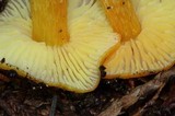 Hygrocybe aurantiosplendens image