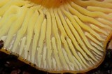 Hygrocybe aurantiosplendens image