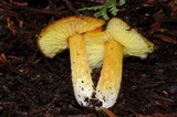 Hygrocybe aurantiosplendens image