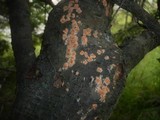 Peniophora aurantiaca image