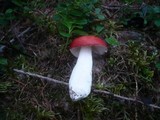 Russula emetica image