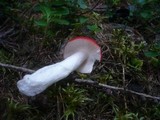 Russula emetica image
