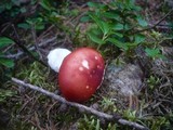 Russula emetica image