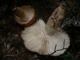 Russula illota image