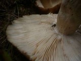 Russula illota image
