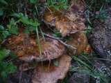 Russula illota image