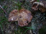 Russula illota image