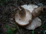 Russula illota image