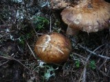 Russula illota image