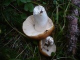 Russula mustelina image