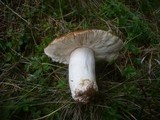 Russula mustelina image