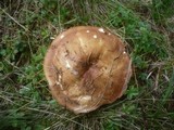 Russula mustelina image