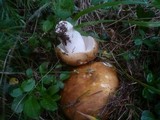 Russula mustelina image