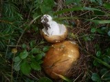 Russula mustelina image