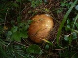 Russula mustelina image