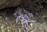 Chondrostereum purpureum image