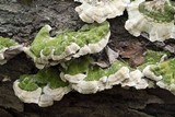 Cerrena unicolor image