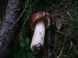 Russula xerampelina image