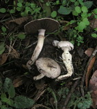 Agaricus moelleri image