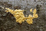 Trichoderma sulphureum image