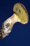 Boletus pallidus image