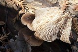 Lentinellus ursinus image