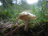 Suillus placidus image