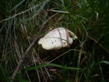 Suillus placidus image