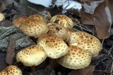 Pholiota squarrosoides image